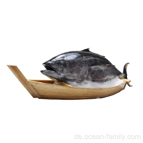 Gefrorener ganzer hochwertiger Thunfisch